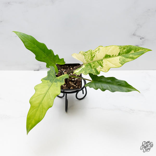 Alocasia Lauterbachiana Aurea Variegated (wk49-F)