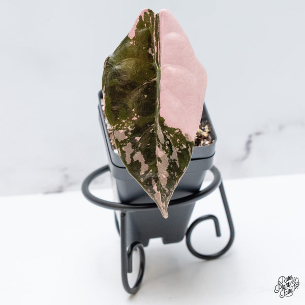 Alocasia Chantrieri Pink Variegated (wk49-B)