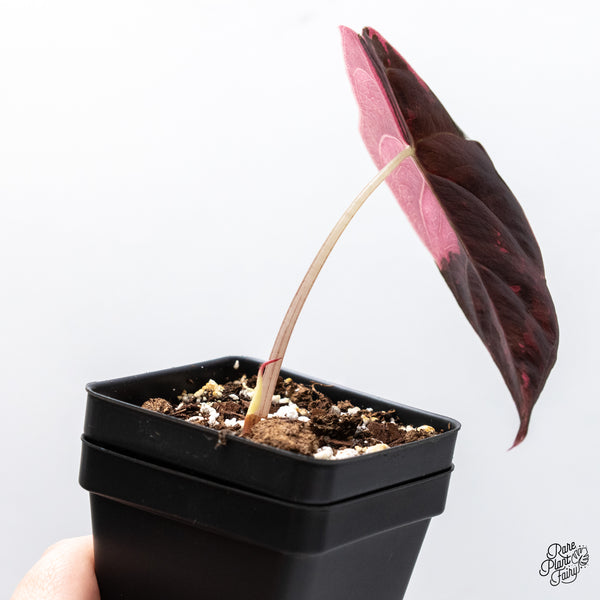 Alocasia Chantrieri Pink Variegated (wk49-B)