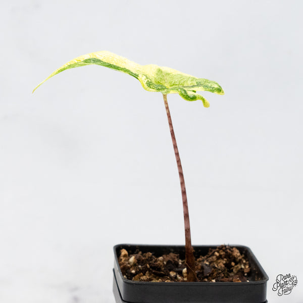 Alocasia Tandurusa Variegated (previously Alocasia 'Jacklyn' or 'Jaclyn') (wk49-K)