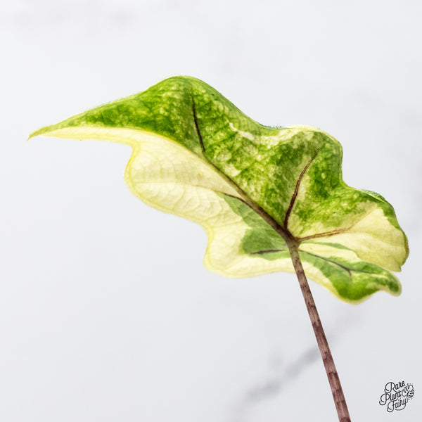 Alocasia Tandurusa Variegated (previously Alocasia 'Jacklyn' or 'Jaclyn') (wk49-K)