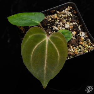 Anthurium Carlablackiae