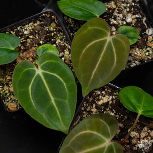 Anthurium Carlablackiae