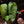Philodendron sharoniae *Grower's choice*