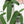 Anthurium pallidiflorum seedling *Grower's Choice*