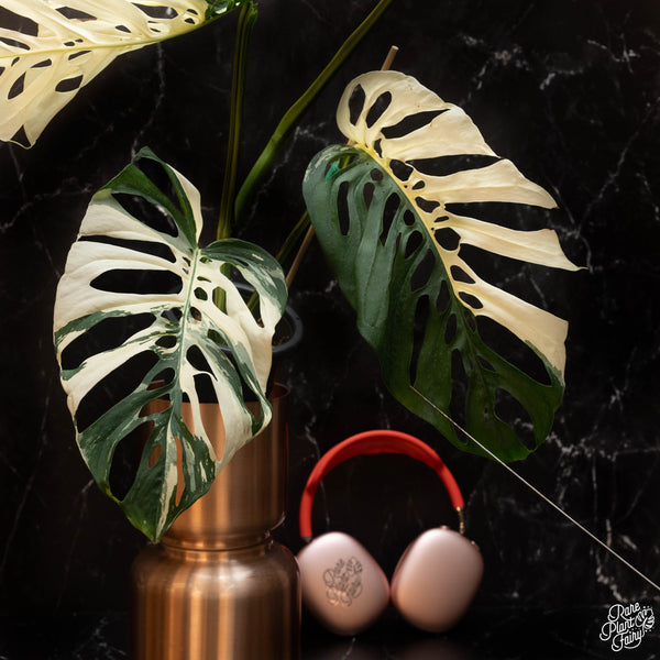 Monstera Adansonii sp. 'Double Windows' Albo Variegated (Commonly Mislabeled as Monstera Acuminata Albo) (wk32-C)