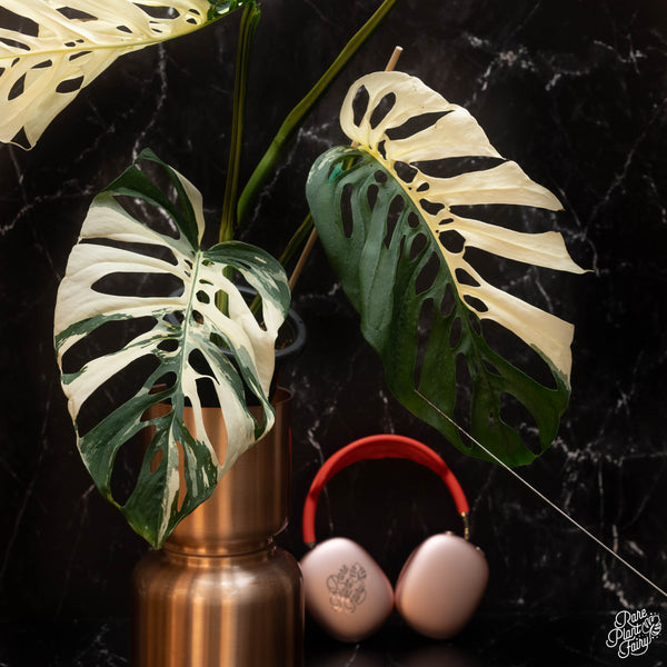 Monstera Adansonii 'Double Windows' Albo Variegated (Commonly Labeled as Monstera Acuminata Albo) *Grower's Choice*