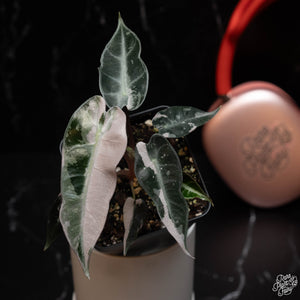 Alocasia 'Bambino' pink variegated *Grower's Choice*