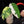 Syngonium chiapense albo variegated *Grower's Choice*