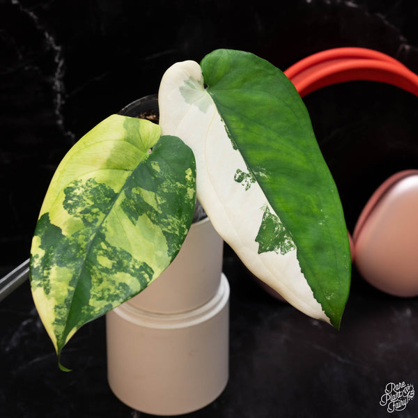 Syngonium chiapense albo variegated *Grower's Choice*