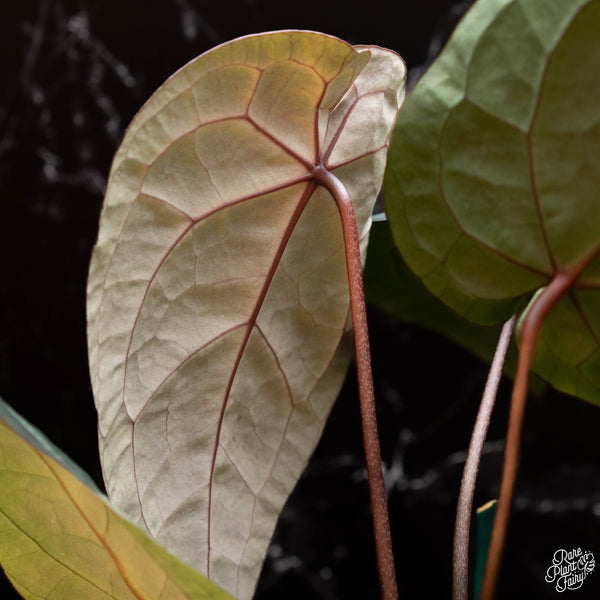 Anthurium 'Michelle' by DocBlock ®  *Growers choice*