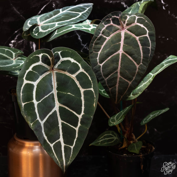 Anthurium 'Michelle' by DocBlock ®  *Growers choice*