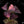 Oxalis triangularis variegated *Grower's Choice*