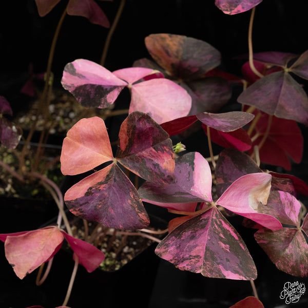 Oxalis triangularis variegated *Grower's Choice*