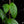 Monstera Obliqua 'Amazonas' *Grower's Choice*
