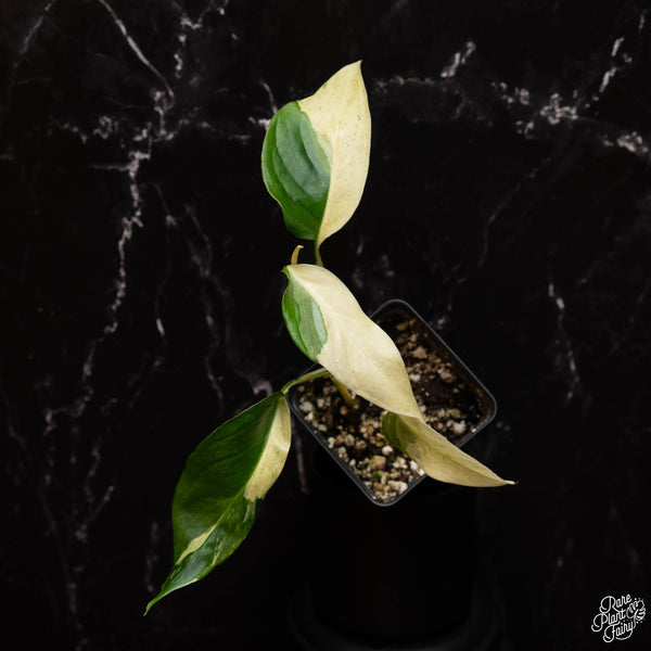 Monstera Laniana Mint/Albo Variegated *Grower's Choice*