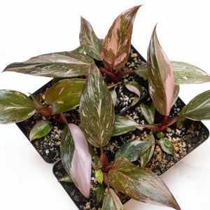 Philodendron 'Pink Princess'