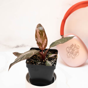 Philodendron 'Pink Princess'
