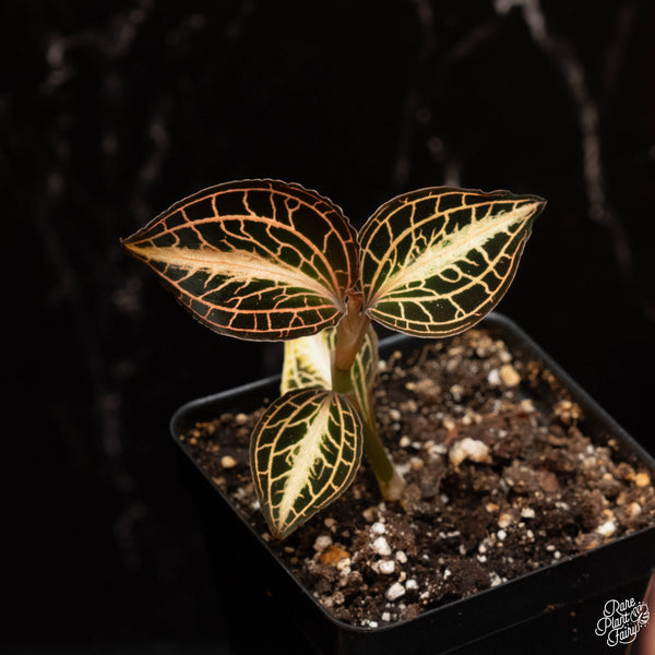 Anoectochilus albolineatus variegated jewel orchid *Growers choice*