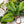 Philodendron serpens *Grower's choice*