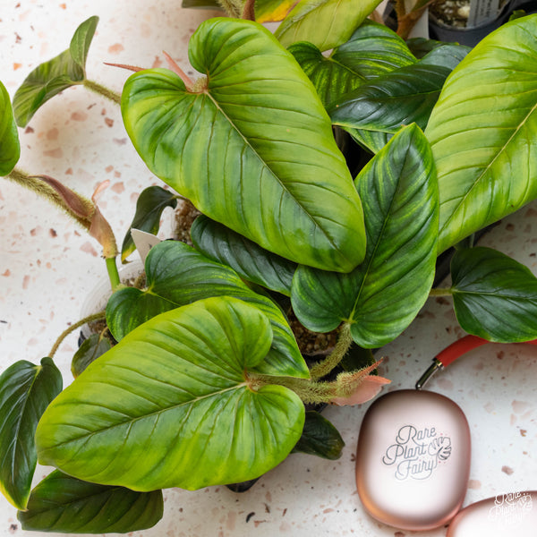 Philodendron serpens *Grower's choice*