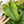 Philodendron serpens *Grower's choice*