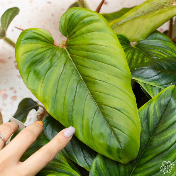 Philodendron serpens *Grower's choice*