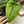 Philodendron serpens *Grower's choice*