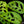 Monstera Esqueleto *Grower's Choice*