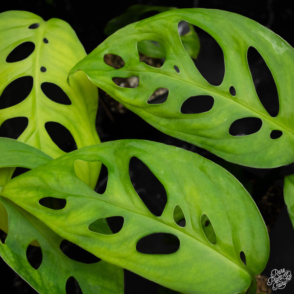 Monstera Esqueleto *Grower's Choice*
