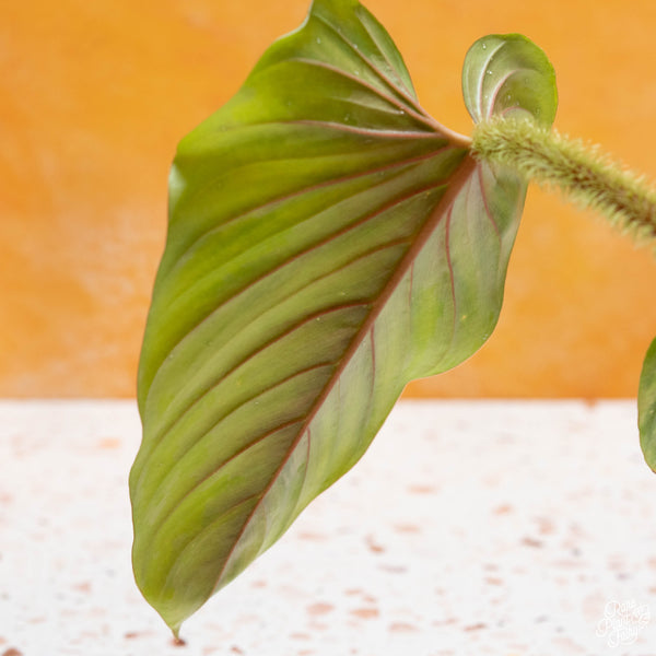 Philodendron serpens *Grower's choice*