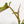 Philodendron serpens *Grower's choice*