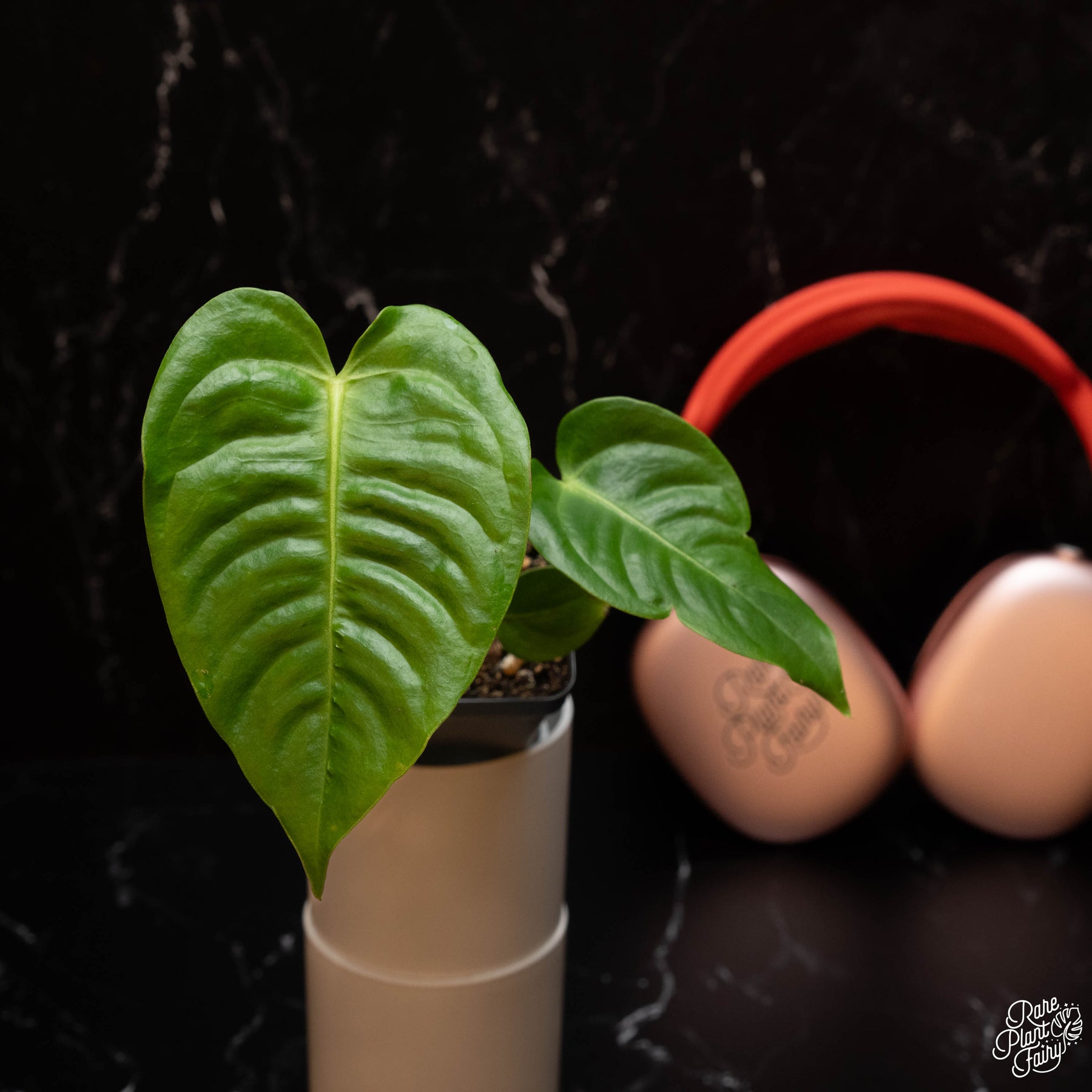 Anthurium veitchii