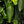 Anthurium veitchii “King Anthurium” *Grower's choice*