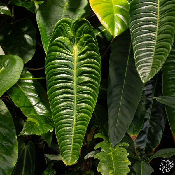 Anthurium veitchii “King Anthurium” *Grower's choice*