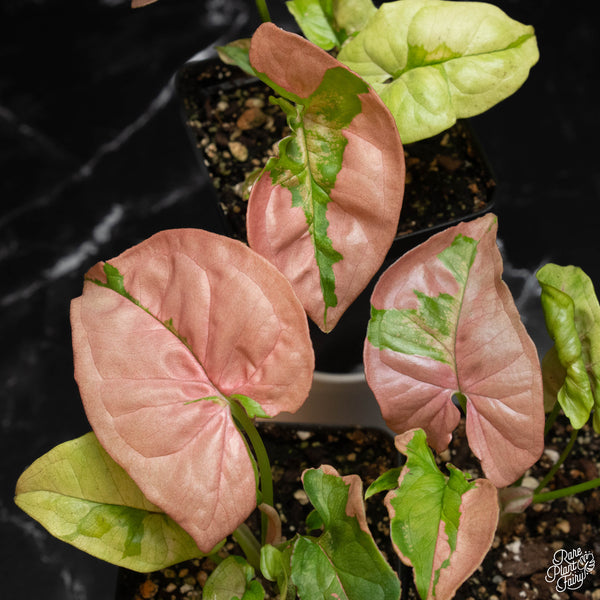 Syngonium 'Pink Lava' *Grower's Choice*