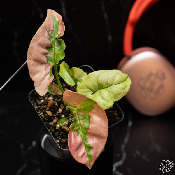 Syngonium 'Pink Lava' *Grower's Choice*