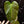 Philodendron grandipes *Grower's choice*