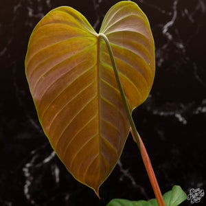 Philodendron grandipes *Grower's Choice*