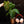 Philodendron grandipes *Grower's choice*