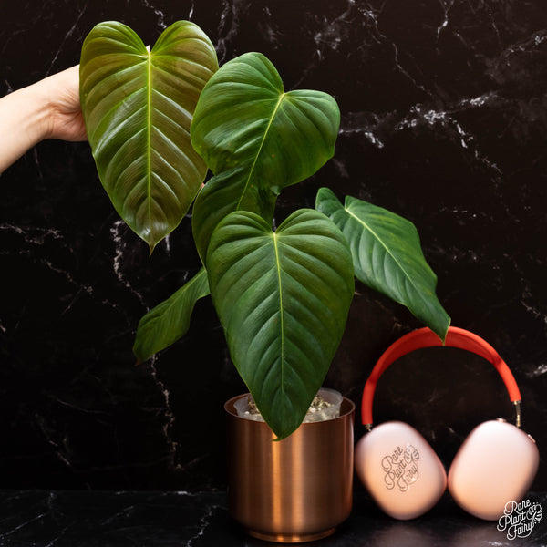 Philodendron grandipes *Grower's choice*
