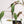 Philodendron Micans Variegated 'Velvet Halo' *Grower's Choice*