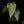Anthurium 'Delta Force' *Grower's Choice*