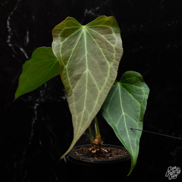 Anthurium 'Delta Force' *Grower's Choice*