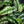 Scindapsus tricolor *Grower's choice*