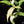 Syngonium angustatum albo variegated *Grower's Choice*