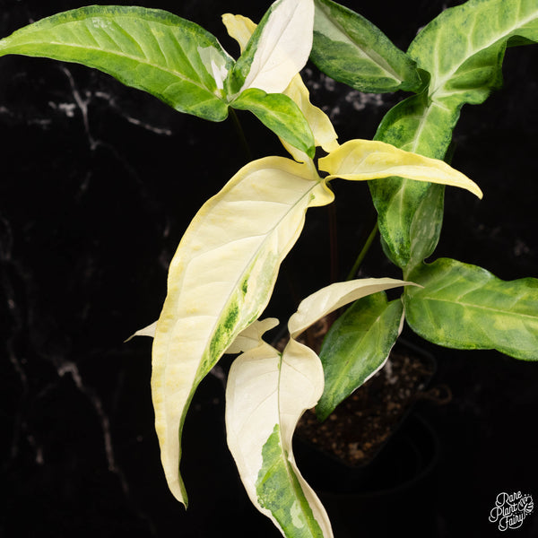 Syngonium angustatum albo variegated *Grower's Choice*
