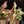 Syngonium orm nagpum 'Pink Salmon' *Grower's Choice*