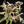 Syngonium 'Rolli' *Grower's Choice*
