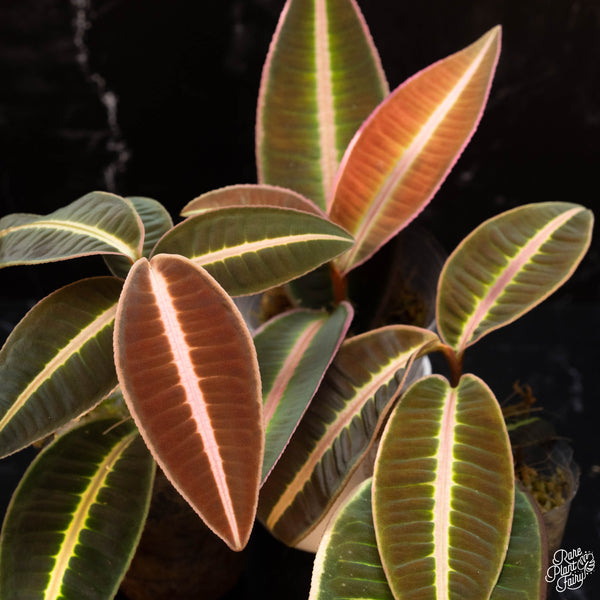 Emblemantha urnulata formerly Labisia sp. pumila  *Grower's choice*